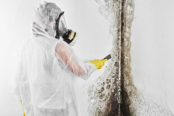 Best Office Mold Removal Services  in Hollywood, FL