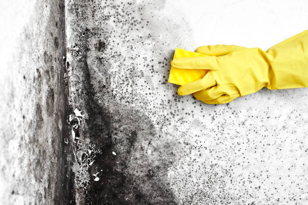 Best Toxic Mold Removal  in Hollywood, FL