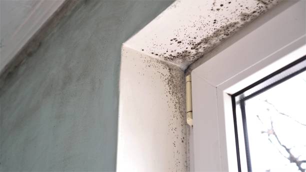 Hollywood, FL Mold Removal Company