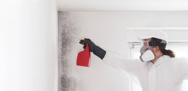 Best Black Mold Removal  in Hollywood, FL