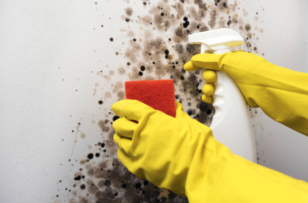 Reliable Hollywood, FL Mold Removal Solutions