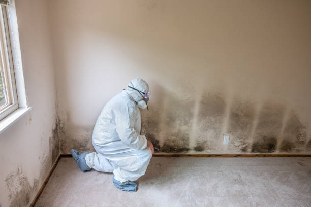 Trusted Hollywood, FL Mold Removal Experts