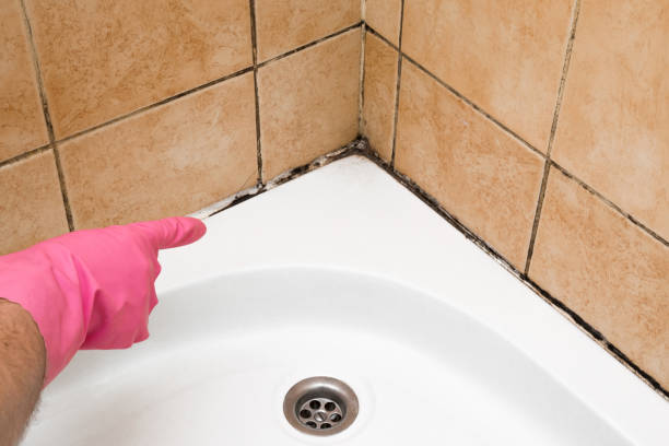 Best Emergency Mold Removal  in Hollywood, FL